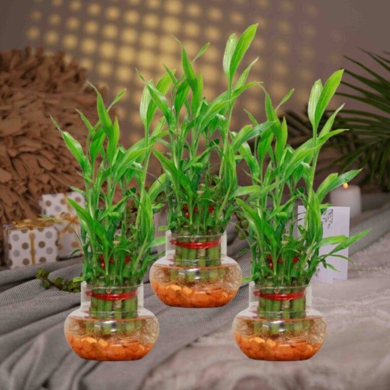 Plants For Gifts Near Me | Plants For Return Gifts