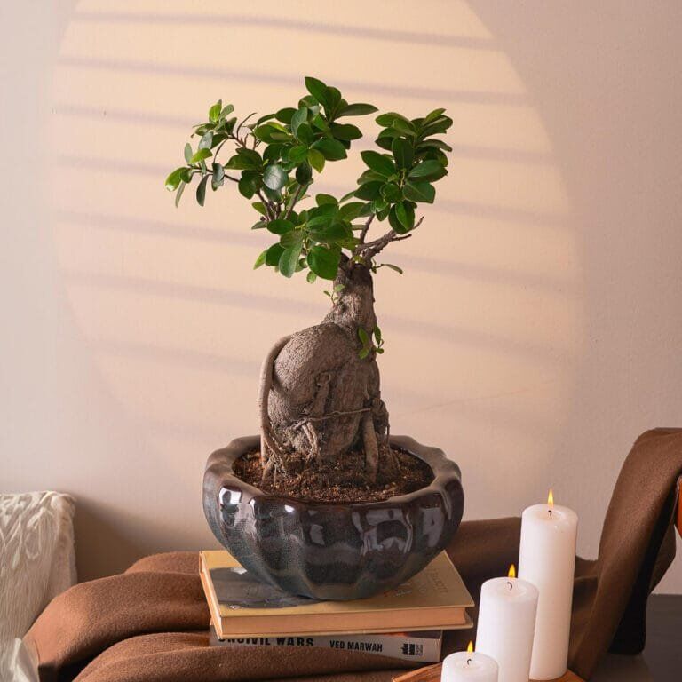 Buy Jade Bonsai Online In Delhi - Elegant & Unique Plants